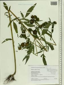 Bidens radiata Thuill., Eastern Europe, Central region (E4) (Russia)