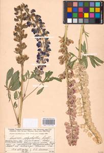 Lupinus polyphyllus Lindl., Eastern Europe, Moscow region (E4a) (Russia)