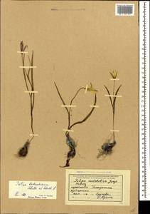 Tulipa sylvestris subsp. australis (Link) Pamp., Caucasus, Black Sea Shore (from Novorossiysk to Adler) (K3) (Russia)