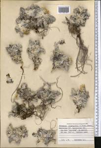 Richteria leontopodium Winkl., Middle Asia, Northern & Central Tian Shan (M4) (Kyrgyzstan)