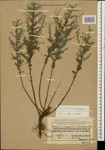 Artemisia taurica Willd., Caucasus, North Ossetia, Ingushetia & Chechnya (K1c) (Russia)