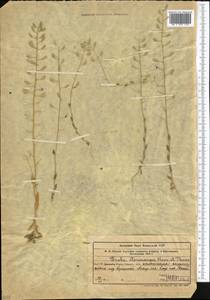 Draba stenocarpa Hook. fil. & Thomson, Middle Asia, Western Tian Shan & Karatau (M3) (Uzbekistan)