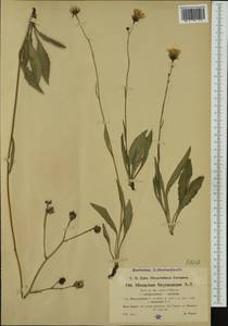 Hieracium neyranum Arv.-Touv., Western Europe (EUR) (France)