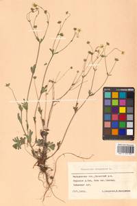 Potentilla stipularis L., Siberia, Chukotka & Kamchatka (S7) (Russia)