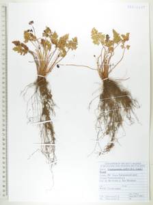 Cryptogramma stelleri (S.G.Gmel.) Prantl, Siberia, Russian Far East (S6) (Russia)