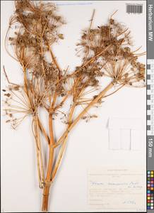 Ferula songarica Pall. ex Schult., Siberia, Altai & Sayany Mountains (S2) (Russia)
