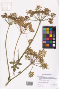 Heracleum sphondylium L., Eastern Europe, Central region (E4) (Russia)