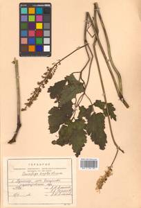 Actaea simplex (DC.) Wormsk. ex Fisch. & C. A. Mey., Siberia, Russian Far East (S6) (Russia)