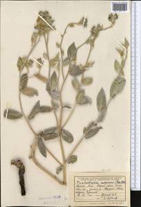 Trichodesma incanum Bunge, Middle Asia, Pamir & Pamiro-Alai (M2) (Tajikistan)