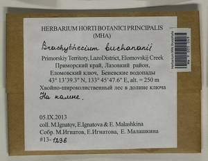 Brachythecium buchananii (Hook.) A. Jaeger, Bryophytes, Bryophytes - Russian Far East (excl. Chukotka & Kamchatka) (B20) (Russia)