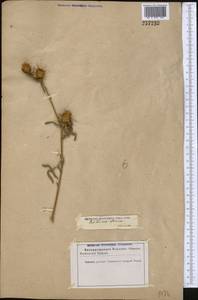 Centaurea iberica Trevis. ex Spreng., Middle Asia, Karakum (M6) (Turkmenistan)