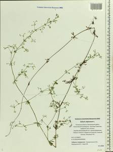 Galium uliginosum L., Eastern Europe, North-Western region (E2) (Russia)