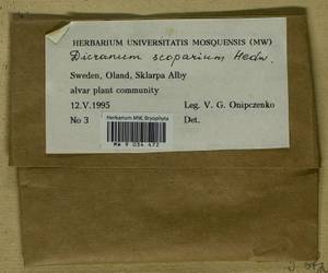 Dicranum scoparium Hedw., Bryophytes, Bryophytes - Western Europe (BEu) (Sweden)