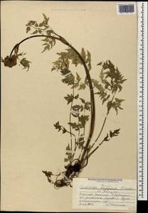 Selinum rhodopetalum (Pimenov & Kljuykov) Hand, Caucasus, Stavropol Krai, Karachay-Cherkessia & Kabardino-Balkaria (K1b) (Russia)