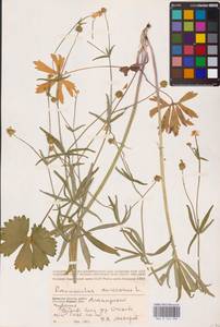 Ranunculus auricomus L., Eastern Europe, Middle Volga region (E8) (Russia)