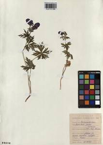 Aconitum pascoi Vorosch., Siberia, Altai & Sayany Mountains (S2) (Russia)