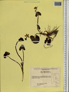 Caltha palustris L., Siberia, Russian Far East (S6) (Russia)