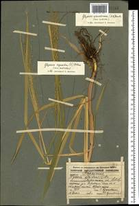 Glyceria arundinacea Kunth, Eastern Europe, Central forest-and-steppe region (E6) (Russia)