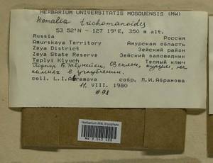 Homalia trichomanoides (Hedw.) Brid., Bryophytes, Bryophytes - Russian Far East (excl. Chukotka & Kamchatka) (B20) (Russia)