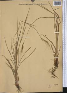 Heteropogon contortus (L.) P.Beauv. ex Roem. & Schult., Western Europe (EUR) (Italy)