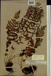 Athyrium filix-femina (L.) Roth, Eastern Europe, North-Western region (E2) (Russia)