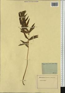 Polygonatum verticillatum (L.) All., Western Europe (EUR) (Germany)