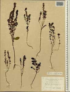 Euphrasia pectinata Ten., Siberia, Baikal & Transbaikal region (S4) (Russia)