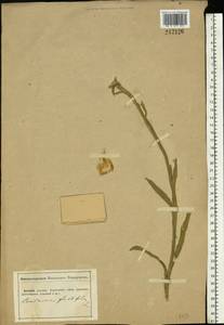 Centaurea glastifolia subsp. glastifolia, Eastern Europe, South Ukrainian region (E12) (Ukraine)