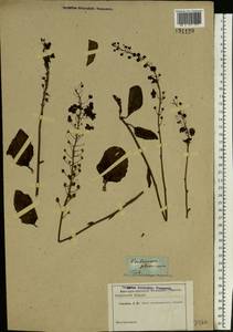 Verbascum phoeniceum L., Eastern Europe, Rostov Oblast (E12a) (Russia)