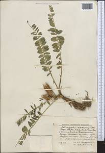 Astragalus macronyx Bunge, Middle Asia, Western Tian Shan & Karatau (M3) (Kazakhstan)