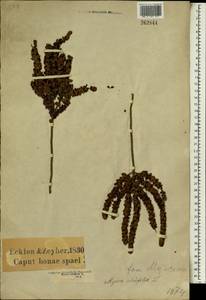 Morella cordifolia (L.) D.J.B. Killick, Africa (AFR) (South Africa)