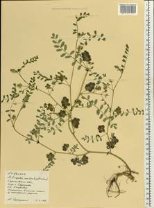 Astragalus contortuplicatus L., Eastern Europe, Lower Volga region (E9) (Russia)