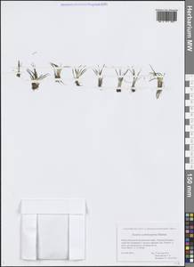 Isoetes echinospora Durieu, Siberia, Western Siberia (S1) (Russia)