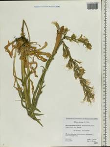 Silene viscosa (L.) Pers., Eastern Europe, Lower Volga region (E9) (Russia)