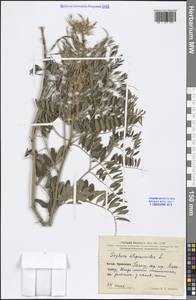 Sophora alopecuroides L., South Asia, South Asia (Asia outside ex-Soviet states and Mongolia) (ASIA) (China)