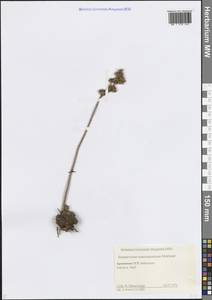 Sempervivum transcaucasicum Muirhead, Caucasus, Armenia (K5) (Armenia)