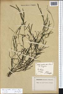 Potamogeton friesii Rupr., Western Europe (EUR) (Germany)