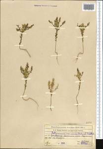 Aethionema carneum (Banks & Sol.) B. Fedtsch., Middle Asia, Western Tian Shan & Karatau (M3) (Kazakhstan)