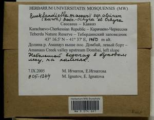 Bucklandiella macounii subsp. alpina (E. Lawton) Bedn.-Ochyra & Ochyra, Bryophytes, Bryophytes - North Caucasus & Ciscaucasia (B12) (Russia)