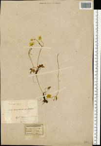 Ranunculus acris L., Eastern Europe, Northern region (E1) (Russia)