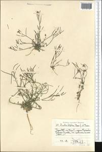 Crucihimalaya tibetica (Hook. fil. & Thomson) Al-Shehbaz, D. A. German & M. Koch, Middle Asia, Pamir & Pamiro-Alai (M2) (Tajikistan)