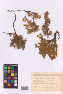 Juniperus rigida Siebold & Zucc., Siberia, Russian Far East (S6) (Russia)