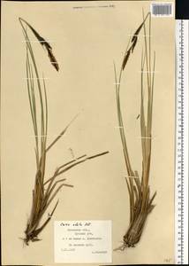 Carex elata All., Eastern Europe, West Ukrainian region (E13) (Ukraine)