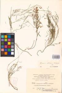 MHA 0 159 406, Linaria biebersteinii Besser, Eastern Europe, Eastern region (E10) (Russia)