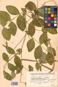 Lathyrus davidii Hance, Siberia, Russian Far East (S6) (Russia)