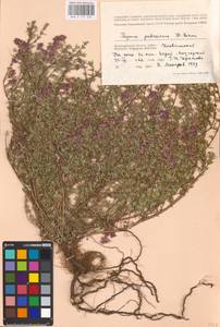 MHA 0 157 336, Thymus pallasianus Heinr.Braun, Eastern Europe, Lower Volga region (E9) (Russia)