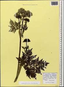 Selinum alatum (M. Bieb.) Hand, Caucasus, Krasnodar Krai & Adygea (K1a) (Russia)