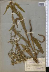 Picris hieracioides L., Middle Asia, Northern & Central Kazakhstan (M10) (Kazakhstan)