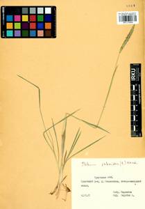 Phleum phleoides (L.) H.Karst., Siberia, Baikal & Transbaikal region (S4) (Russia)