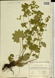 Alchemilla monticola Opiz, Eastern Europe, Belarus (E3a) (Belarus)